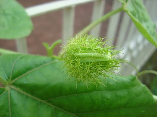 buds of Passiflora,Passifloraceae