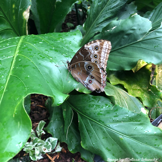 Butterflies are currently fluttering at  Franklin Park Conservatory and Botanical Gardens.