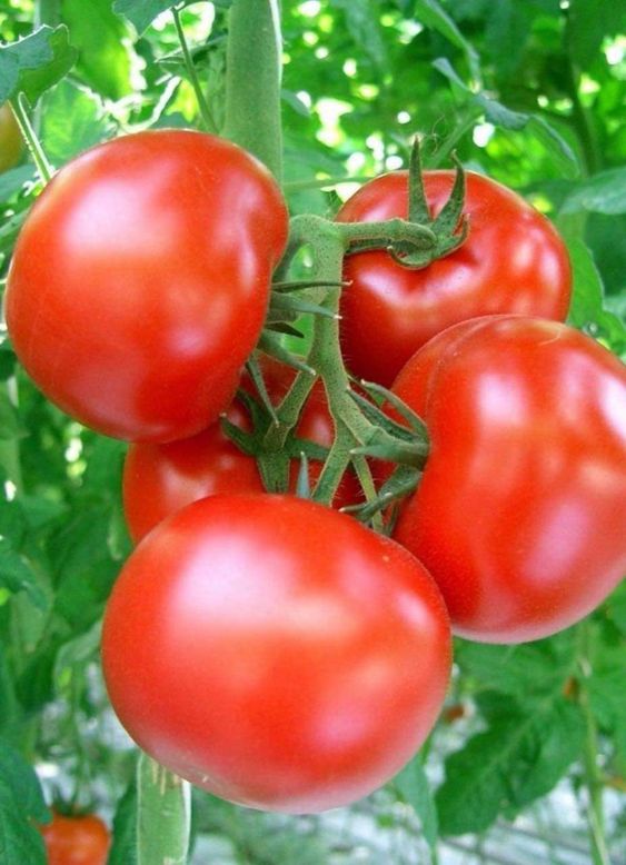 Jual Benih Tomat Hibrida Sinta Di Bandung