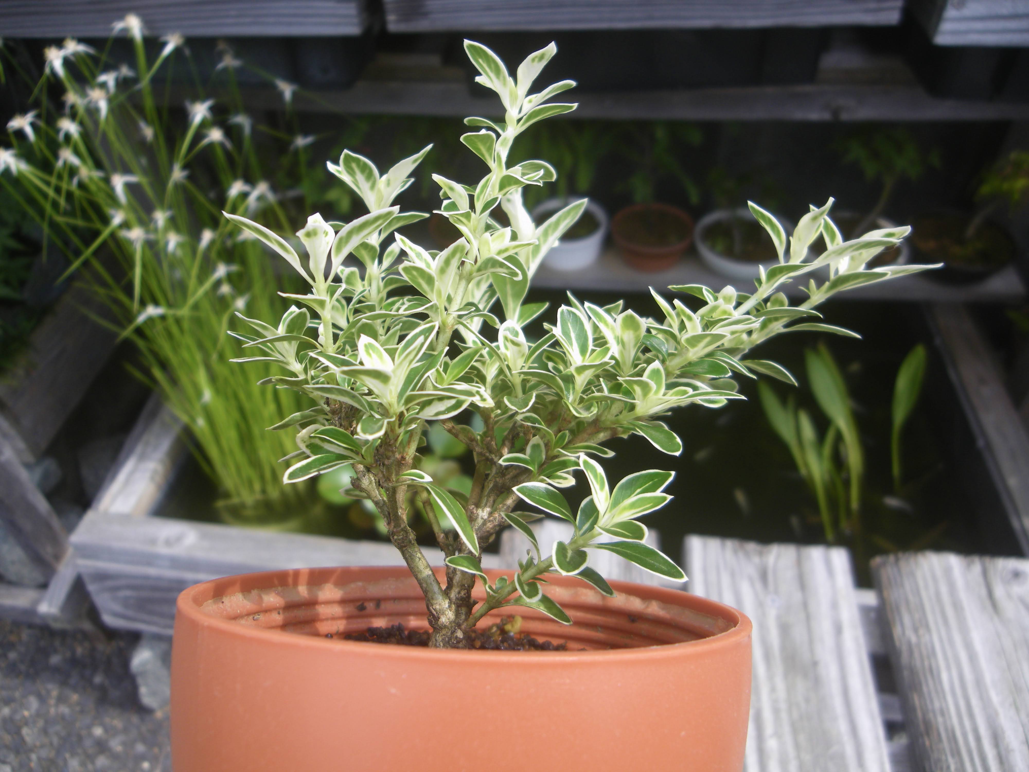 ハクチョウゲ 白鳥花 白丁花 の育て方 植え付け 剪定 挿し木してミニ盆栽で楽しむ メダカの大工