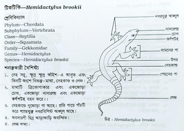 lizard