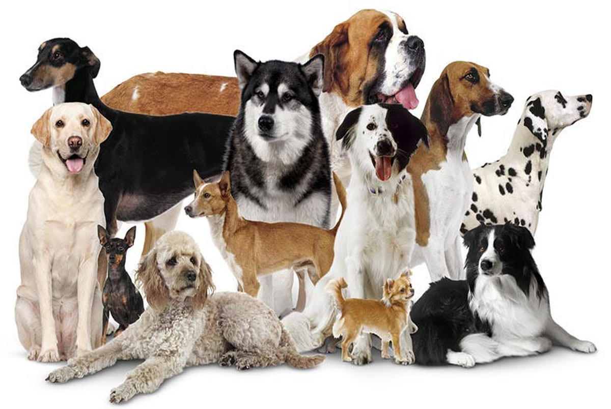 خصائص الكلاب وكل ما تريد معرفته عن الكلاب من سلالات مختلفة