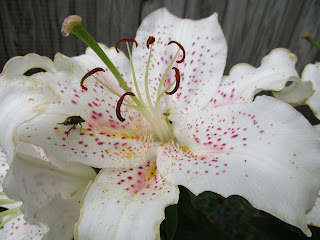 White Speckled Tiger Lily Close-up