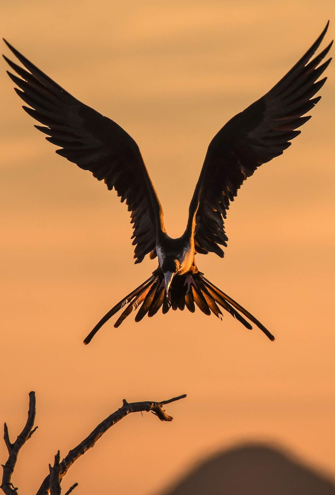  Amazing bird sunset landing photo.