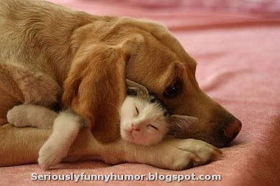 Dog and cat hugged sleeping #love