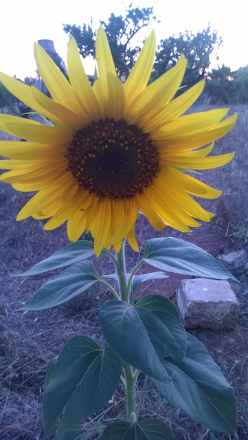 girasole