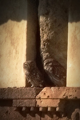 Little Owl at Vravrona