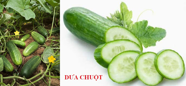 CÂY RAU LÀM THUỐC - DƯA CHUỘT - Cucumis sativus L