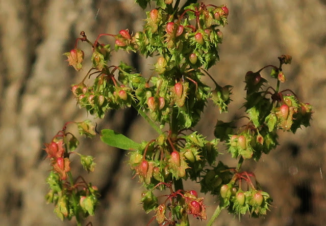 Sorrel or dock fruits.