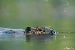 beaver