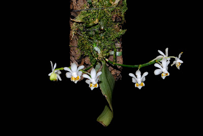 Phalaenopsis malipoensis - The Ma Li Po Phalaenopsis care and culture