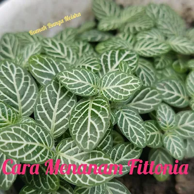 Tanaman Hias Fittonia atau Nerve Plant