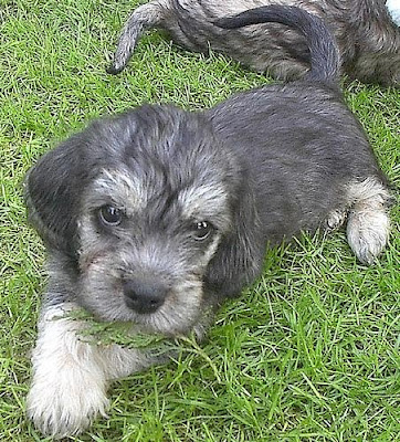 Dandie Dinmont Terrier Puppies