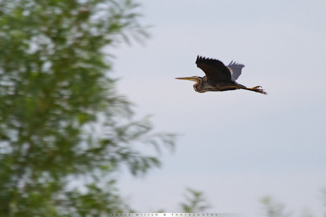 Purperreiger - Purple Heron - Ardea purpurea