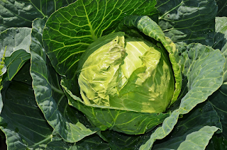 Cabbage benefits and facts