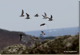 DSC_0634-002