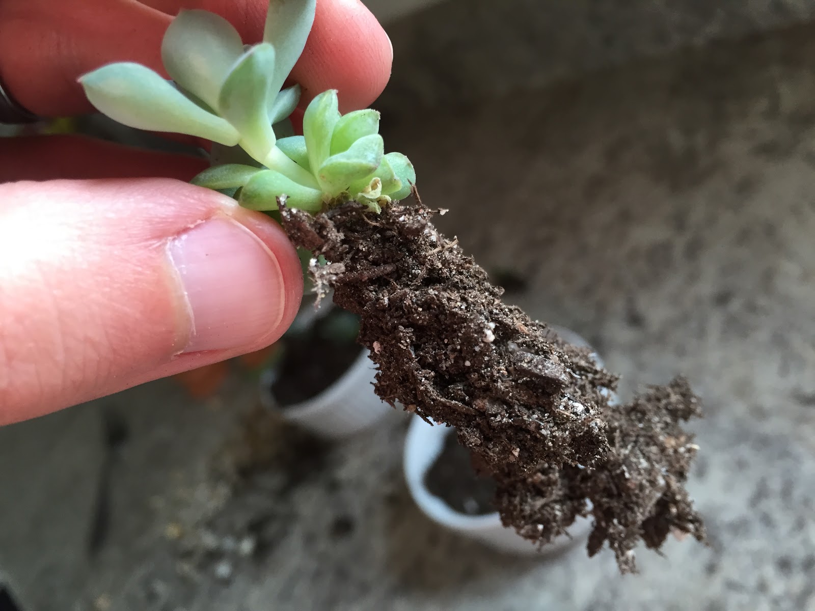 echeveria pulidonis roots