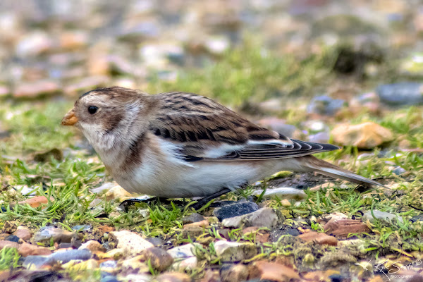 Snow bunting