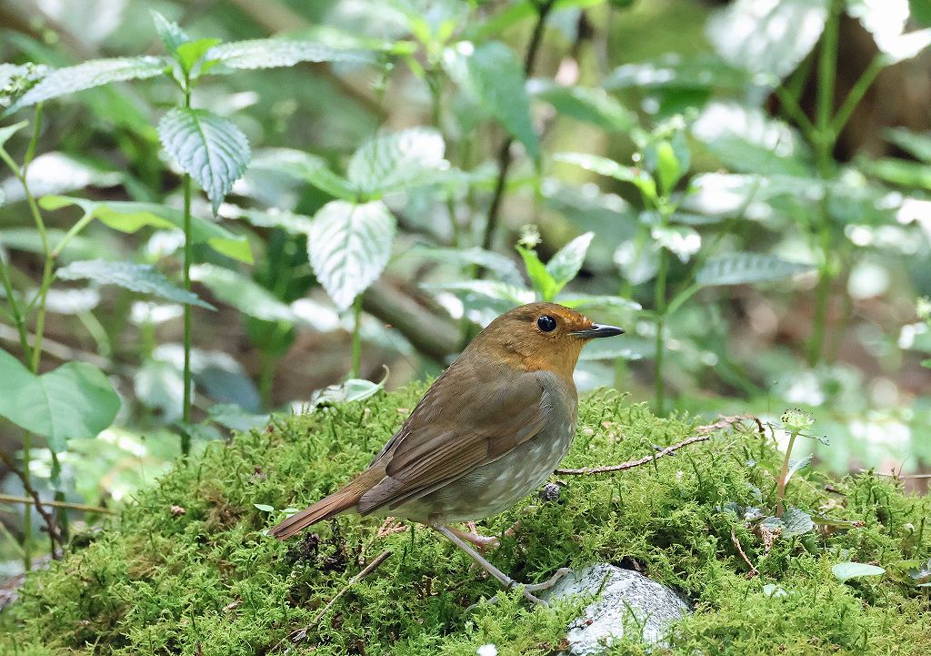 Luscinia akahige