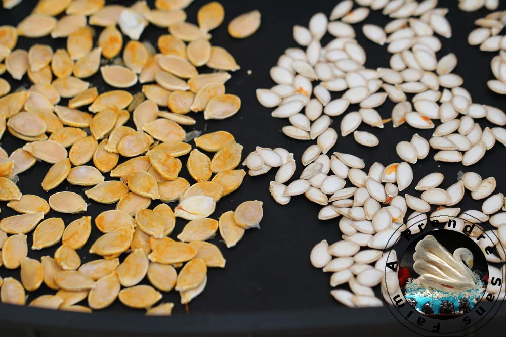 Comment faire ses graines de courges maison ?