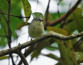 Burung Opior Kalimantan (Oculocincta squamifrons) adalah spesies burung di dalam keluarga besar Zosteropidae