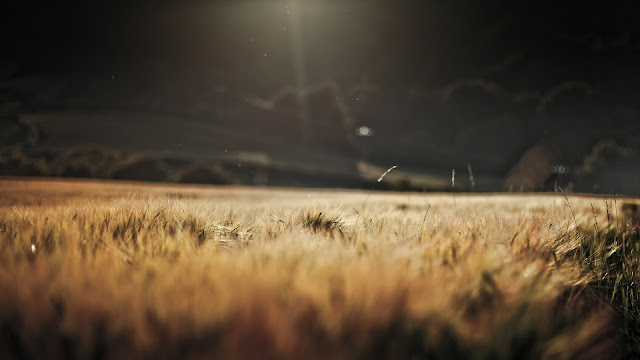 Wheat field sunlight HD Wallpaper