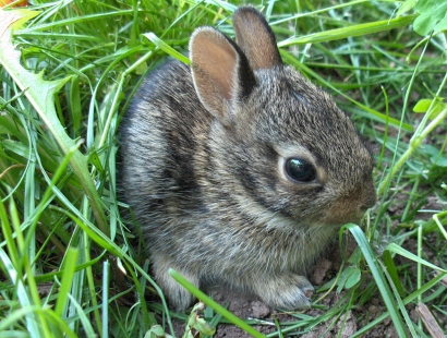 Baby Bunny Pictures on Baby Rabbit Images