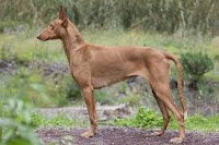 Podenco Canario