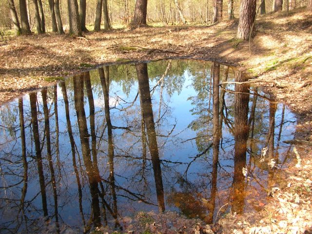 Pawski Ług, Świebodzin, woda, drzewa