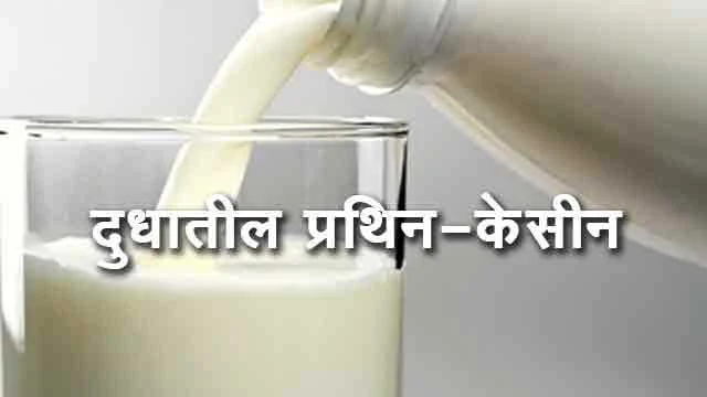 Importance of Casein Milk protein-casein