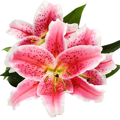 flowers pictures lilies. ornamental flower, lilies