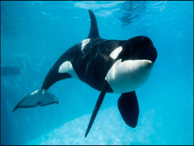  Gambar  Ikan  Paus Terbesar Hitam Putih dari Jenis Orca 