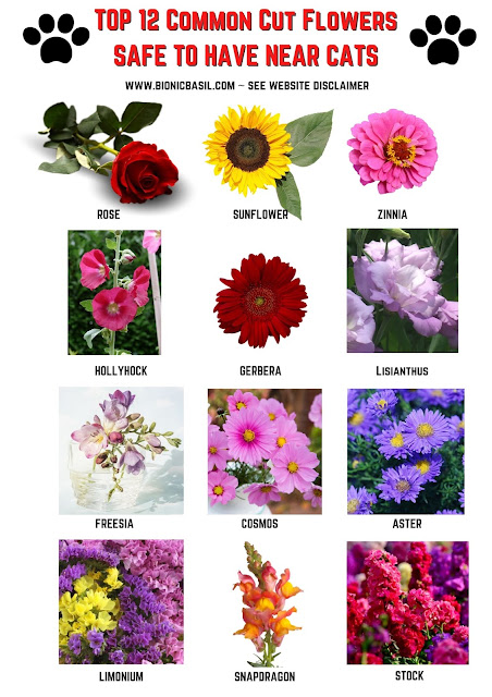 Top 12 Common Cut Flowers Safe To Have Near Cats - see website disclaimer ©BionicBasil®