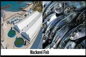 mackerel cultivation