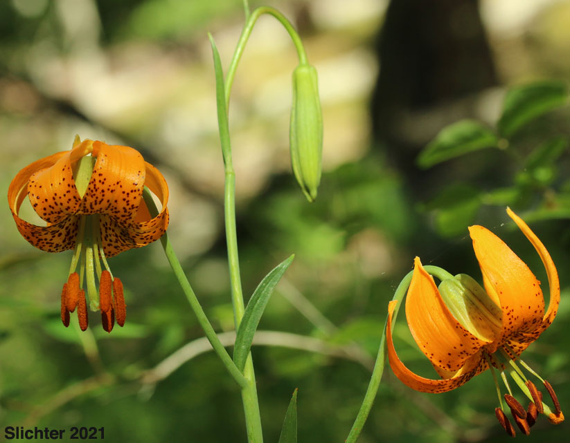 Лилия колумбийская (Lilium columbianum)