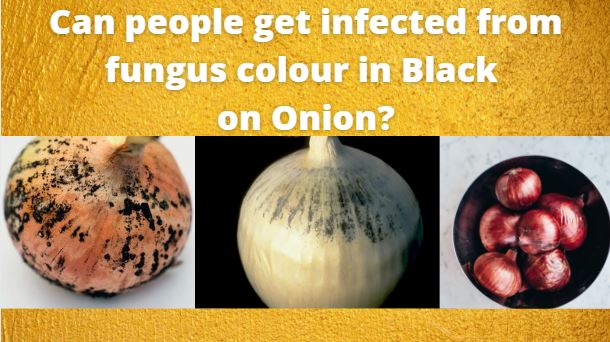 Corona Virus (COVID-19), Black Fungus and Black Fungus in Colour on Onion. Is Onion with Black Fungus Safe to Eat? 
