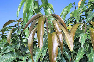 Read Now!! Unexpected Benefits of Mango Leaves for Health and Beauty