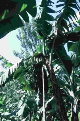 banana plants