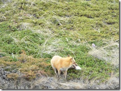 A Red Fox near Schwatka Lake, Whitehorse, YT