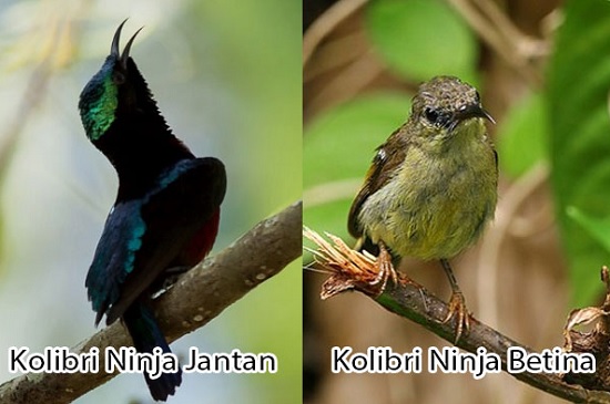 gambar burung kolibri ninja jantan dan betina