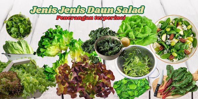 Jenis-Jenis Daun Salad dan Penerangan Terperinci