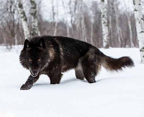 5 Amazing wolf Hybrids you have ever seen