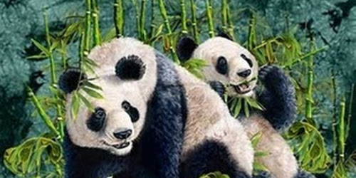 Solo ve 2 pandas pero hay 9 ─ ¿podrá encontrar a todos?
