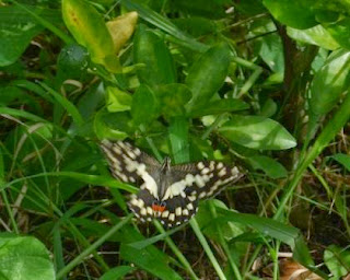 phillipine butterfly