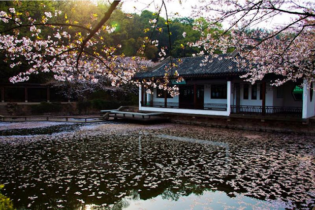 Beautiful type of trees, Photos from China