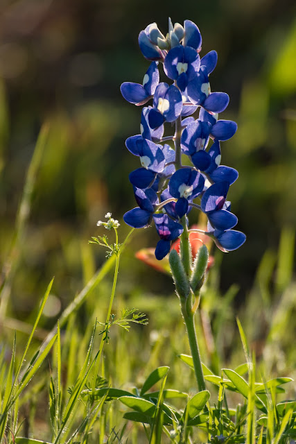 Bluebonnets, Sugar Hill Road