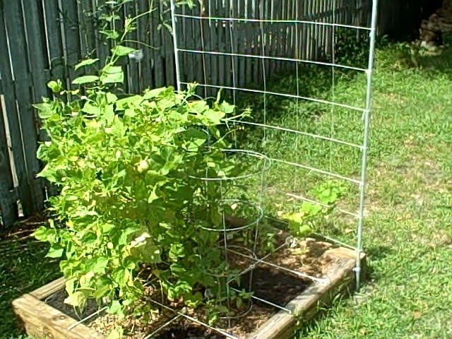 Tomato Trellis