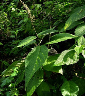 Foto atau gambar Daun Gatal (Laportea Decumana)