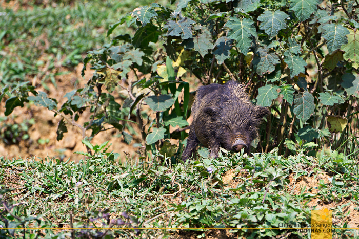 Black Piglet Sapa Vietnam