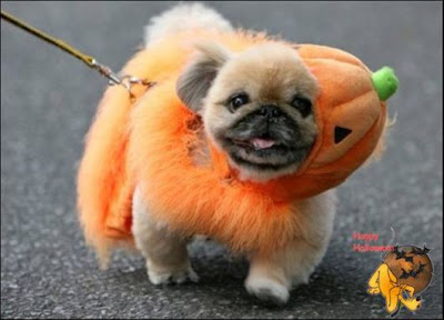 Cute Halloween Doggy Parade 